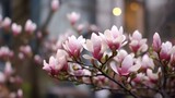 Fototapeta  - Beautiful pink magnolia flowers on a branch in the rain. Springtime Concept. Magnolia Flowers. Magnolia tree blooming.