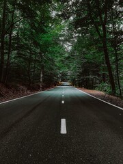 Canvas Print - Road surrounded by dense trees