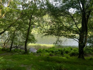 Tall trees and grasses in the forest near the river