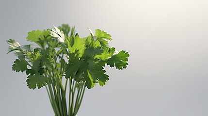 Wall Mural - bunch of fresh parsley