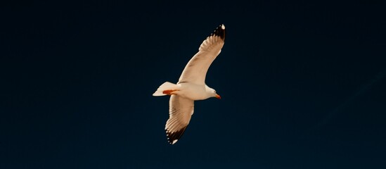 Panoramic closeup shot of a seagull flying high in the dark blue sky