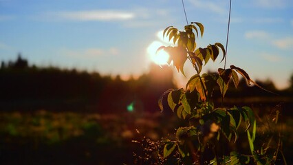 Canvas Print - Mesmerizing shot of slanting rays of the setting sun behind a green plant, in Puokio, Finland