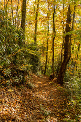 Wall Mural - Yellow Canopy of Trees over Beech Gap Trail