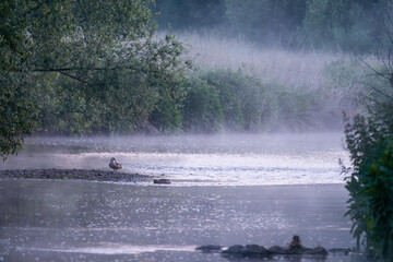 Wall Mural - a shallow river in the morning with fog