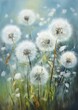 field dandelions blue sky background wish resign airy botanical song wind puffballs fluffy softly lit