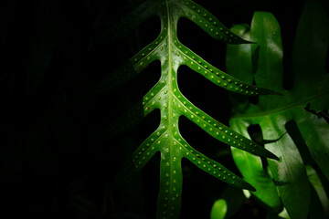 Canvas Print - Green fern leaf with black background, nature and environment concept.