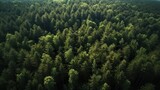 Fototapeta Las - Drone view of a perfectly green forest, aerial view of the forest