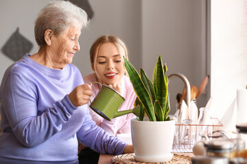 Poster - Young woman and her grandmother watering houseplant in kitchen