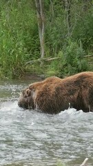 big brown bear hunts for salmon in the water and catch the fish, kamchatka, russia. vertical video
