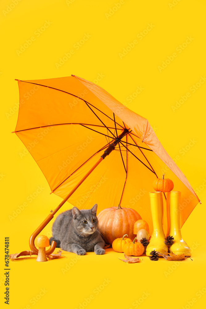 Cute cat with pumpkins, gumboots and umbrella on yellow background. Thanksgiving Day celebration