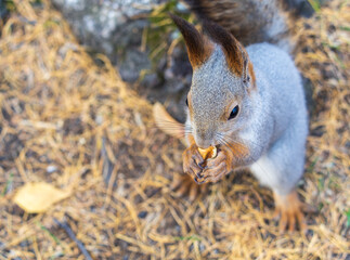 Autumn squirrel with nut sits on green grass with fallen yellow leaves