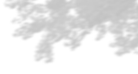 Wall Mural - cutout shadow shade leaves tree branches nature light on transparent 3d illustrations png