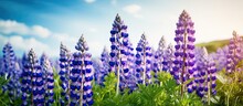 Purple Lupins Blooming In A Beautiful Summer Landscape Surrounded By Blue Flowers In The Grass