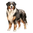 Bernese Mountain dog breed watercolor illustration. Cute pet drawing isolated on white background.