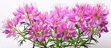Cleome Hassleriana Also Called The Spider Flower Is Distinct Due To Its Tall Stem Numerous Legs And Spider Like Leaves