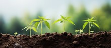 Medicinal Marijuana Becoming Legal And Its Cultivation Expanding