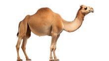 A Camel On The Transparent Background