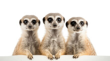 A Meerkat On The Transparent Background