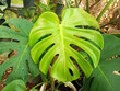 Top veiw, Bright fresh monstera leaf soft blurs  background for stock photo or advertisement. Genus of flowering plants