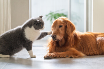 Wall Mural - British Shorthair Cat and Golden Retriever Keep Each Other Company