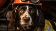 Salvage and rescue dog working.