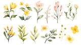 Fototapeta Dmuchawce - Set of watercolor spring flowers elements