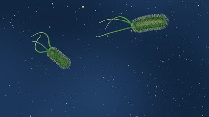 Wall Mural - A 3D animation of Escherichia coli, commonly known as E. coli, illustrates its role as a bacterium typically found in the lower intestine of warm-blooded organisms