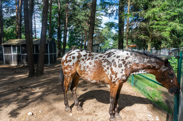 spotted horse in the corral. beautiful spotted horse on the ranch.