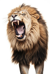 Wall Mural - Lion with a full mouth yawns and growls isolated on a white background created with Generative AI Technology