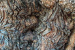 Texture of large wrinkled trunk. Knotty and wavy bark. Graphic layer with woody pattern. Detail of a large centenary tree.