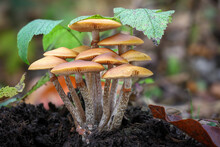 Group Of Highly Poisonous Mushrooms Galerina Marginata Mushrooms