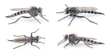 Sandhill Bladetail - Machimus Hubbelli - A Species Of Robber Fly Robberfly With Mostly Grey And Black Colors With Brown Color Legs Isolated On White Background. Four Views. Turkey Oak Habitat