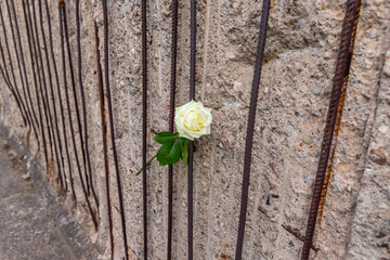 Rose in the Berlin Wall