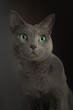 Portet kota rosyjskiego. Portret studyjny kota,. Kotka rosyjska niebieska. 