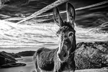 Wall Mural - Donkey close-up on a mountain of Lake Como in black and white