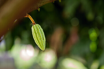 Wall Mural - Green small Cocoa pods branch with young fruit and blooming cocoa flowers grow on trees. The cocoa tree ( Theobroma cacao ) with fruits, Raw cacao tree plant fruit plantation