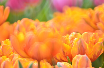 a tulip flower field at spring, hk