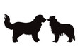 Vector silhouette of golden retriever and border collie on white background. Symbol of pet and dog.