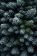 © linda_vostrovska - Fir branches covered with frost abstract background. Vertical composition.