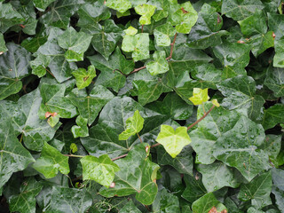 Sticker - ivy plant background