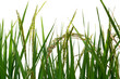 Young ear of rice with sunlight in the green paddy field isolated on white background included clipping path.
