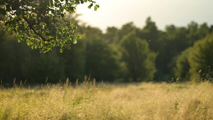 Sticker - Branch of alder tree swaying on the wind, green long grass on the ground, sun shining. Warm summer evening in countryside meadow, nice weather