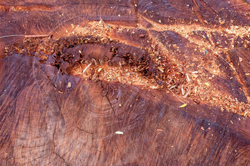 Sticker - Closeup view of wooden tree trunk