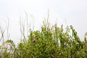 Wall Mural - Green grass on the field