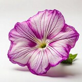 Fototapeta Motyle - A striking petunia showcases vibrant purple veins radiating through its delicate white petals