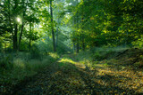 Fototapeta Dziecięca - path in the forest