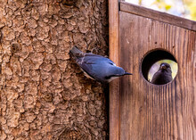 Two Tit Birds Near A Birdhouse On A Tree.