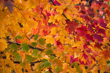 Wall Mural - Herbstfarben am Ahorn