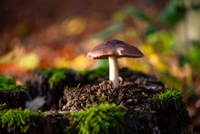 Single Mushroom (Trichloma) On A Cut Tree Trunk In Sauerland Germany With Low Sunlight And Fresh Green Moss. Macro Close Up From Frog Perspective With Blurred Background In Autumn Forest In November.