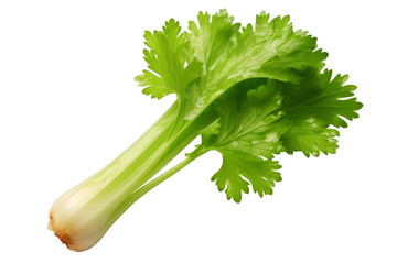 Poster - a Fresh celery on white transparent background